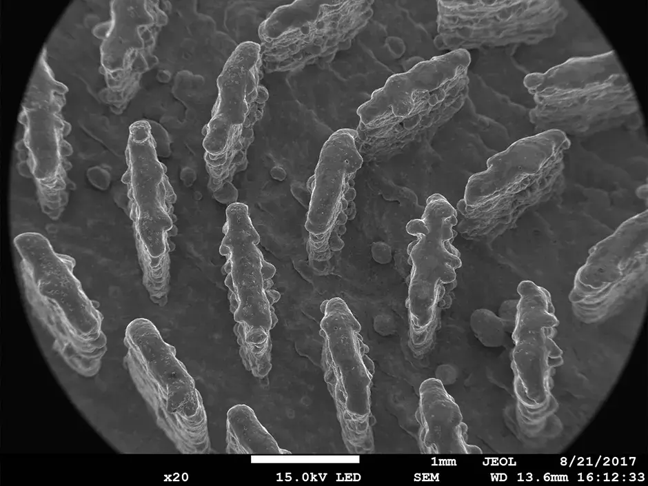 半导体射频 20 倍 SEM 图像